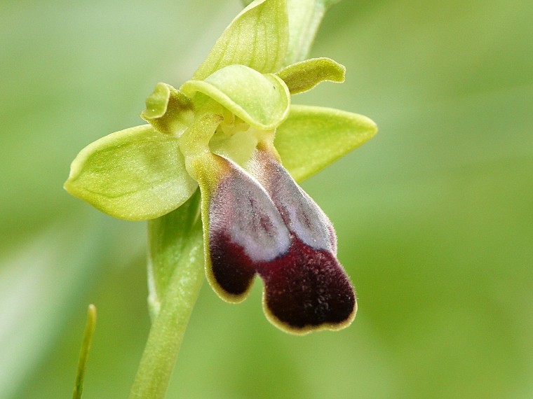 Ophrys funerea